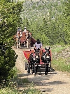 Horse.jpg
